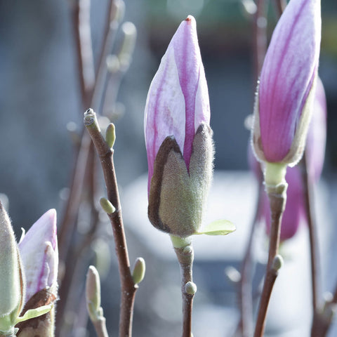 Magnolia i knopp