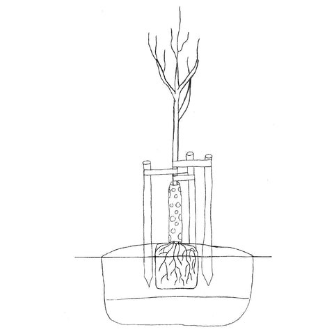 Illustration av att plantera krukodlade buskar och träd