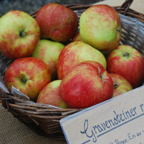 Äpplet gravensteiner i en korg