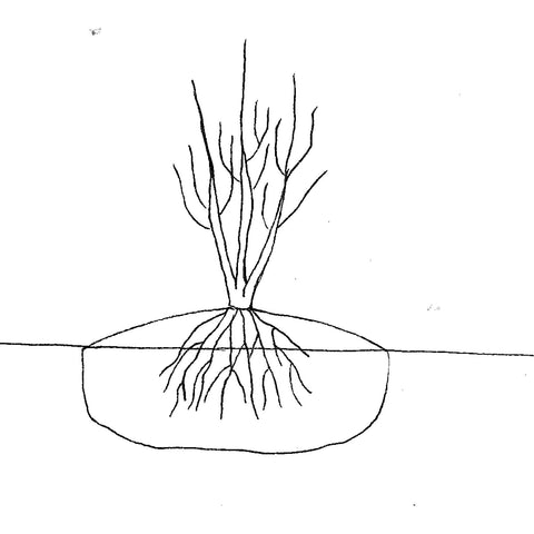 Illustration av hur man planterar blåbär