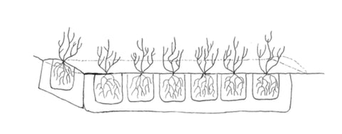 Bild som förklarar avstånd när man planterar häck