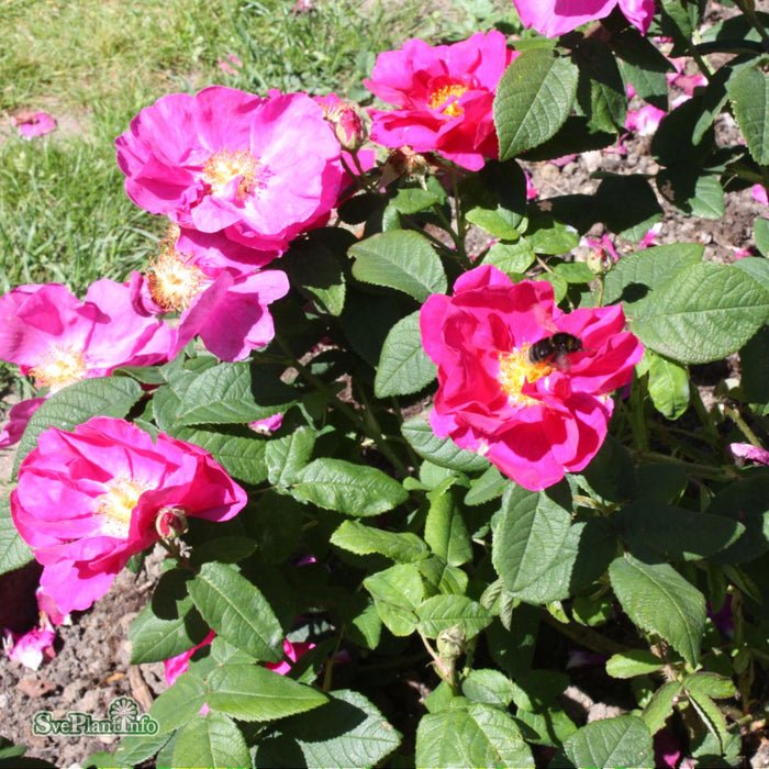 Rosa 'Officinalis' A kval C4