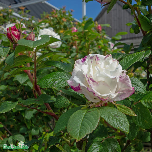 Rosa rugosa 'Louise Bugnet' A kval C4 — Åkersberga Växtförsäljning