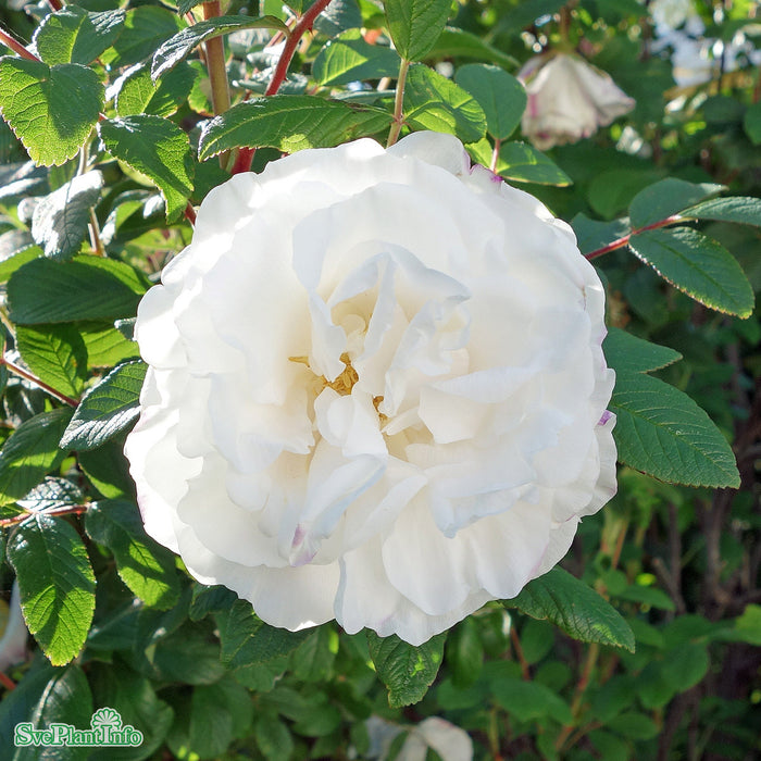 Rosa rugosa 'Louise Bugnet' Busk C3,5 — Åkersberga Växtförsäljning