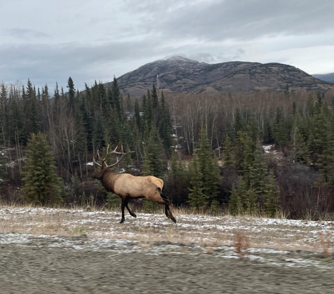 caribou running along side of highway