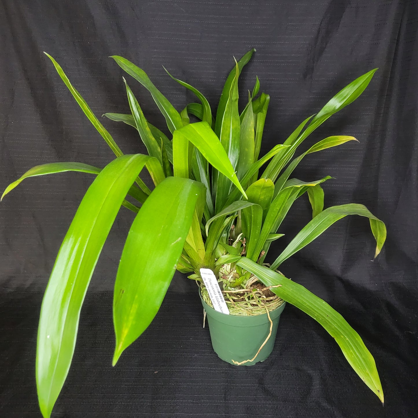 Pescatoria klabochorum - Dr. Bill's Orchids, LLC