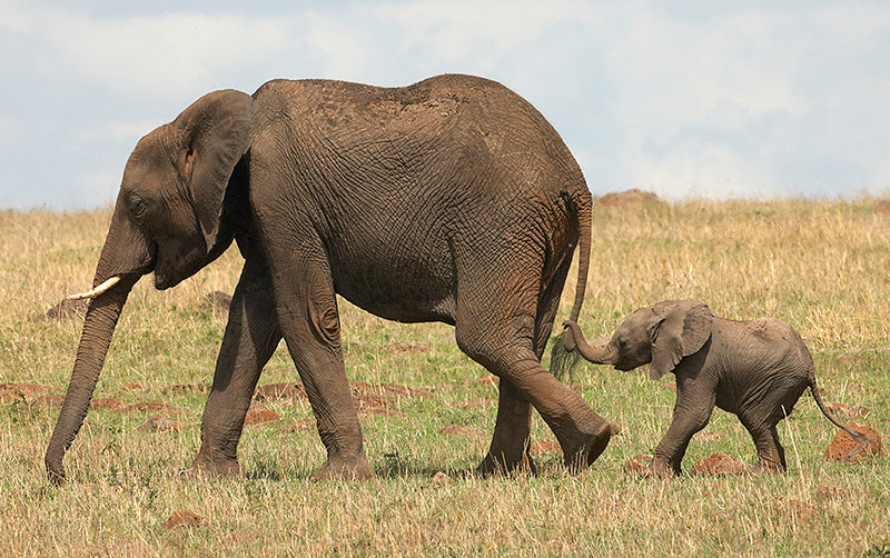 motherbabyelephant