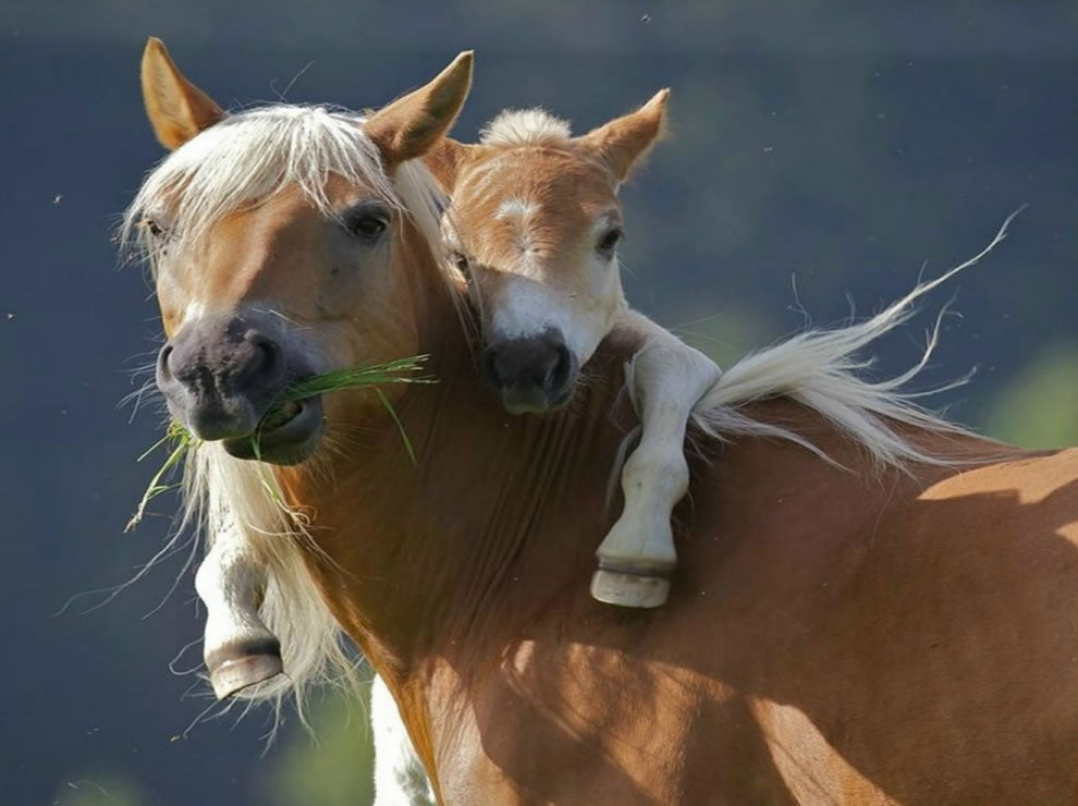 motherbabyhorses