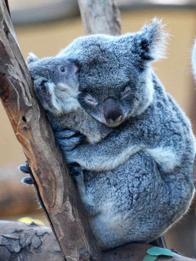 motherbabykoala