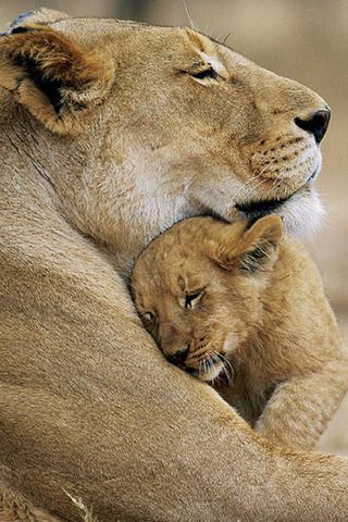 pictures of baby animals and their mothers