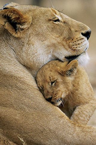 motherbabylion