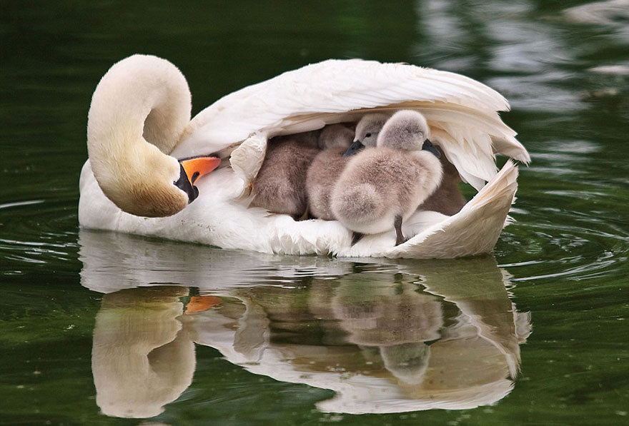 motherbabyswans