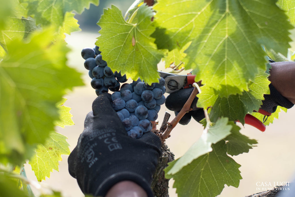 grape harvest 2020-casa lucii