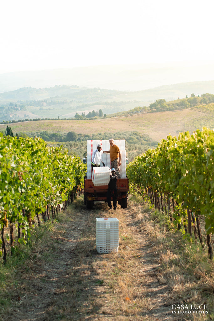 grape harvest 2020-casa lucii