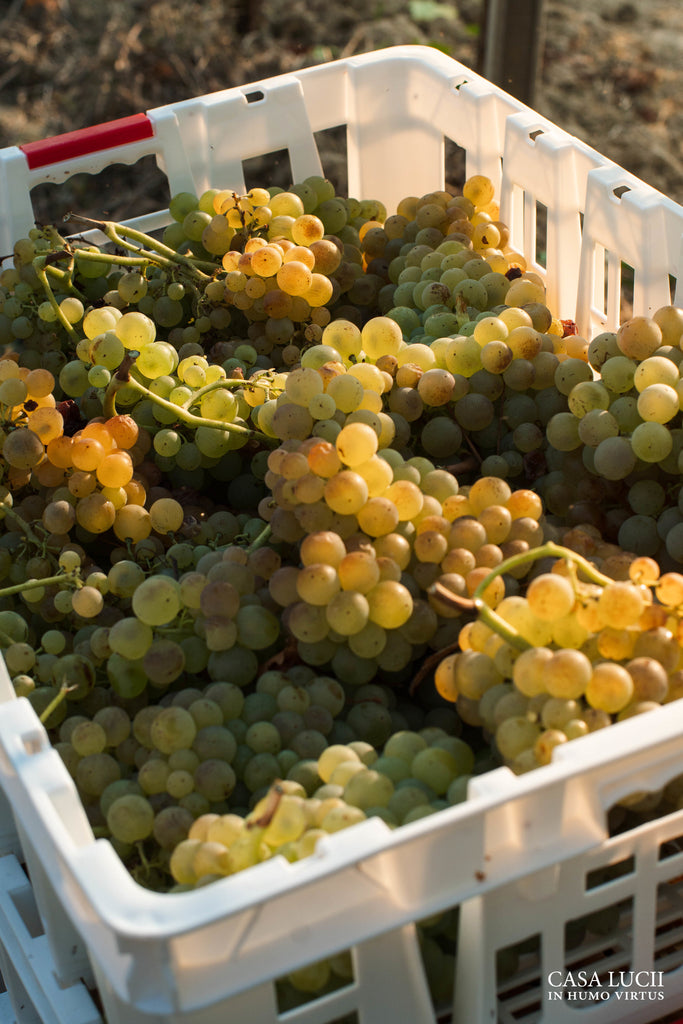 grape harvest 2020-casa lucii