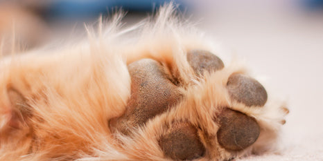 how do i clean my dogs infected paws