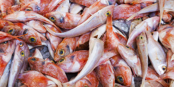 Something’s Fishy with Farmed Fish – True Goods