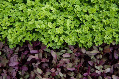 microgreens