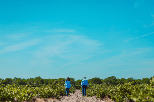 Vineyards in Rueda