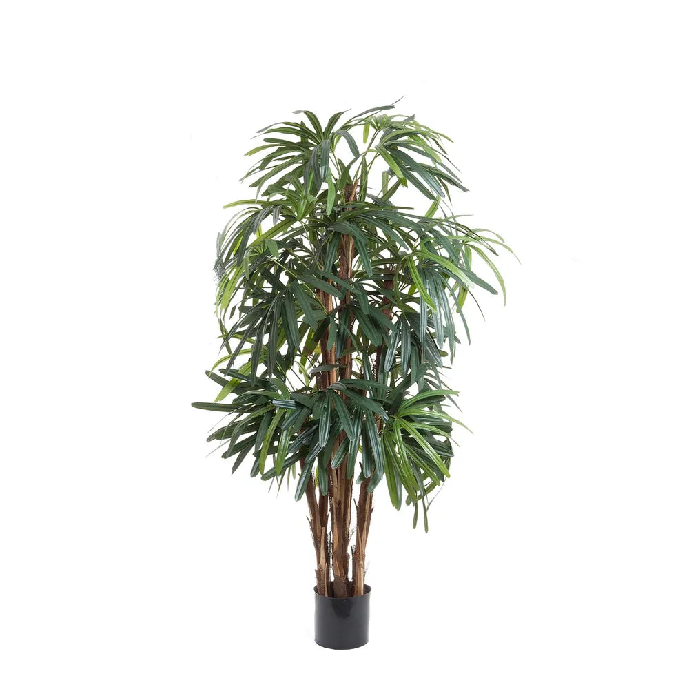 1.2M Raphis Palm with Thin Leaves