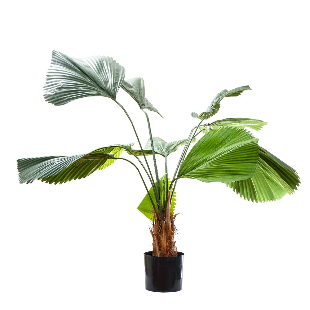 1.22M FAN PALM