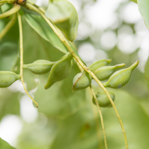 kakadu plum helps reduce hyperpigmentation