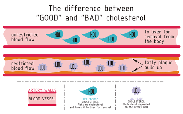 What is a healthy HDL cholesterol level?