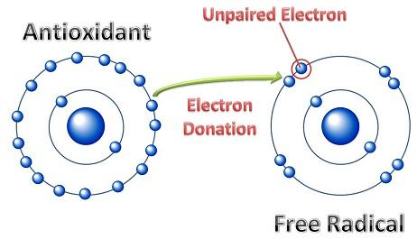 free radical and electrons