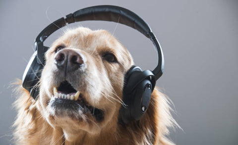 dog happy music