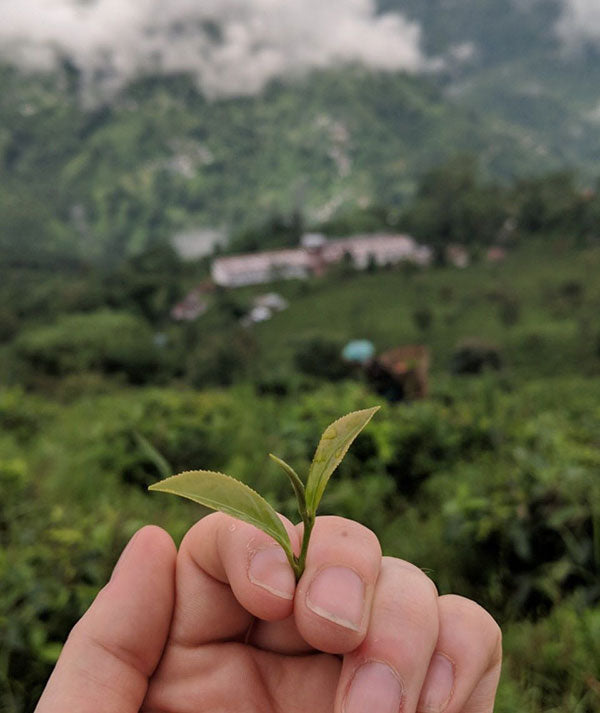 Darjeeling close up