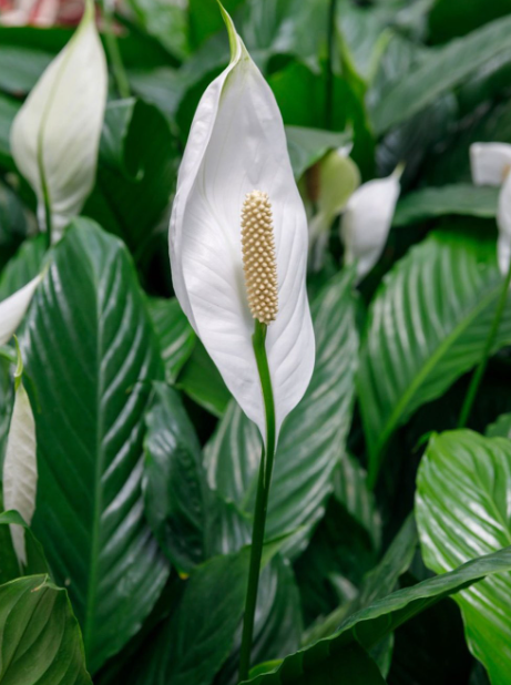 2024-01-26 12_49_27-peace lily - Google Search.png__PID:305743d2-234d-41d6-9aa9-657384e0f45a
