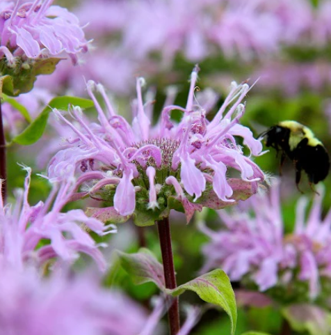 bee balm.png__PID:d577cae2-4bde-4a11-9676-79a99f2d880f
