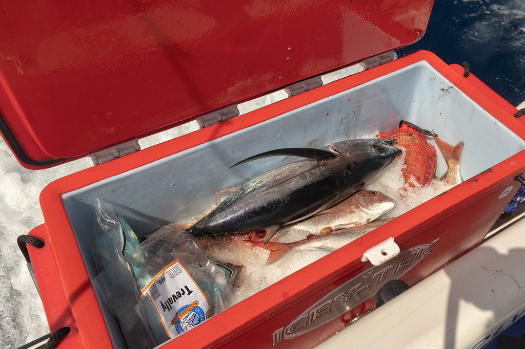 The days catch of Tuna and Snapper on ice in the esky