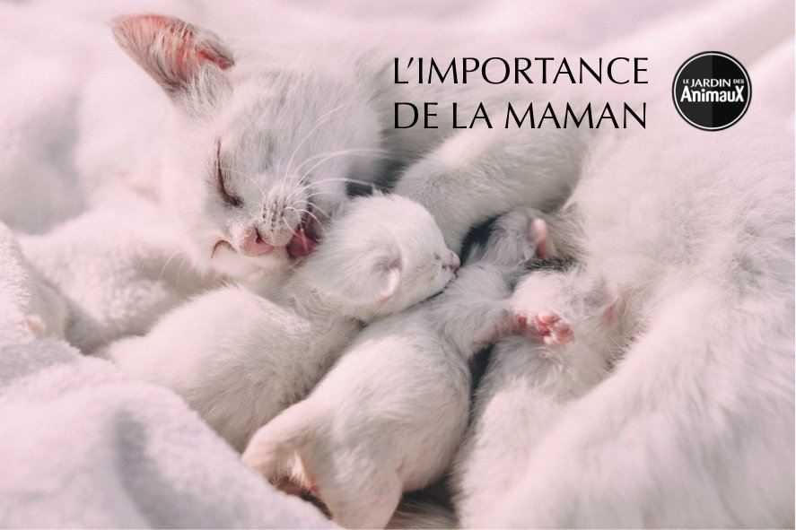 Les Chatons Et Leur Maman L Importance De Cette Relation Boutique Le Jardin Des Animaux