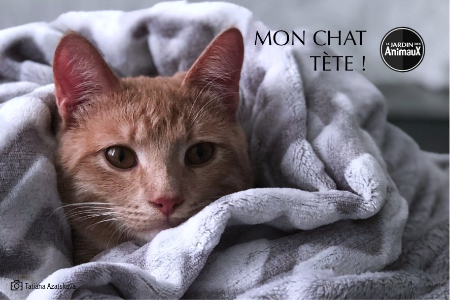 Chats Les Comportements Boutique Le Jardin Des Animaux