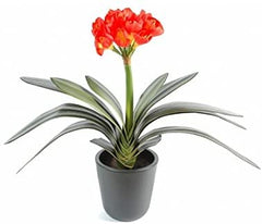 Clivia plantes dangereuses pour vos animaux