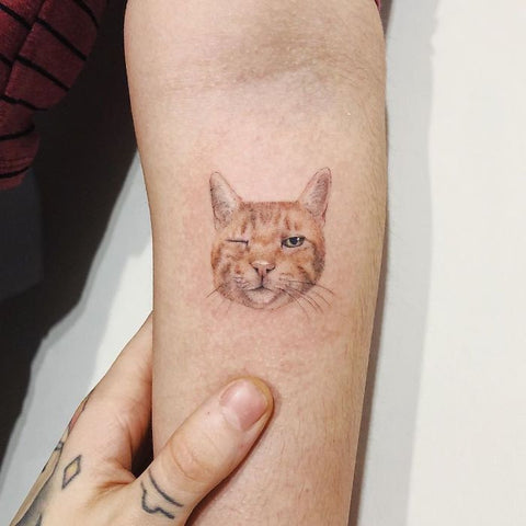 Tatouage de chat  -  Cat Tatoo - Animalerie en ligne