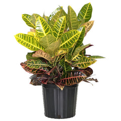 Croton - plantes toxiques pour les animaux