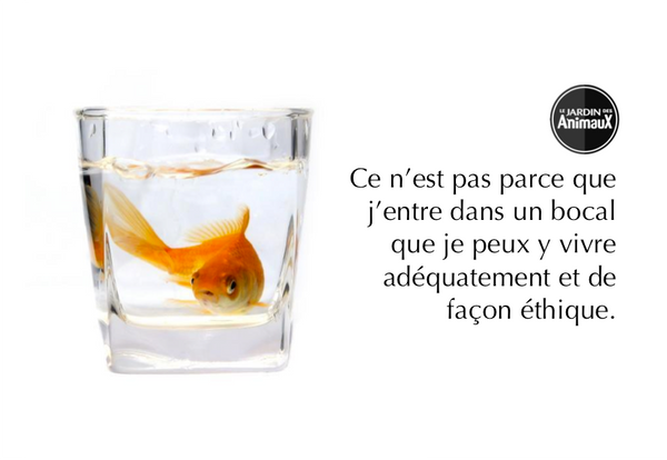 Poisson Rouge : aquarium, besoins, nourriture, maladies - Guide