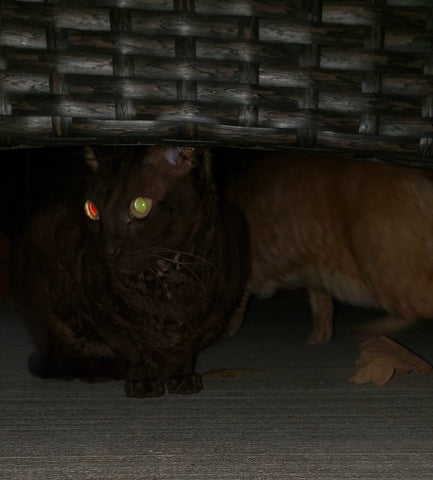 Pourquoi les yeux des animaux illuminent dans le noir - Le jardin des animaux - animalerie en ligne - Sherbrooke 