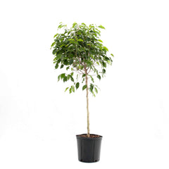 Ficus plante toxique pour chat