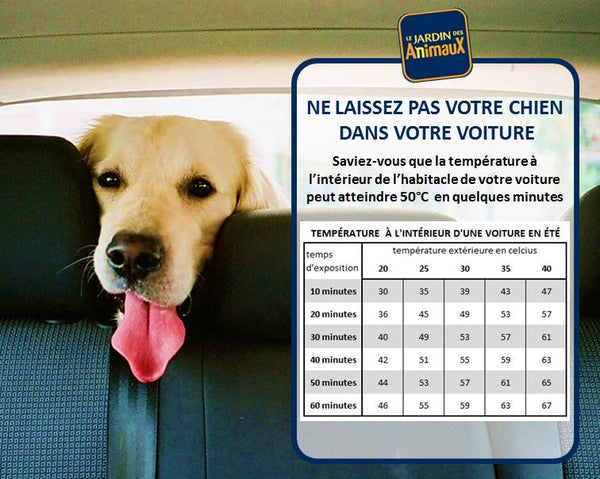 Tempereture dans la voiture coup de chaleur chien