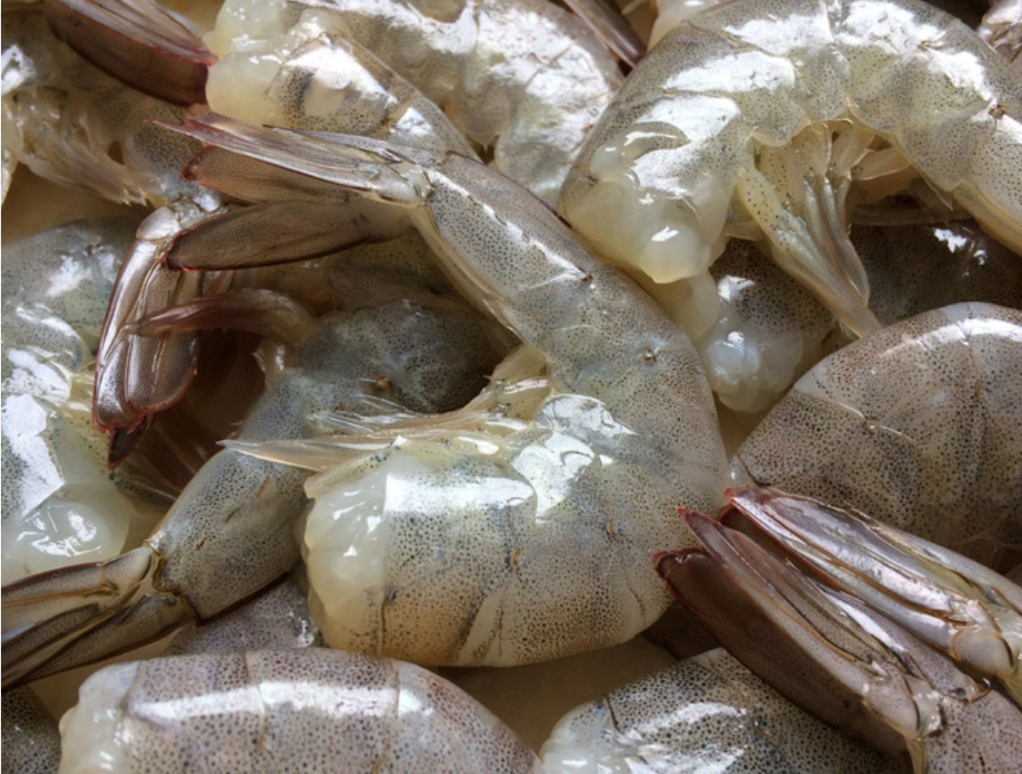 Frozen White Shrimp Headless Shell On 5 Lb True World Foods New York