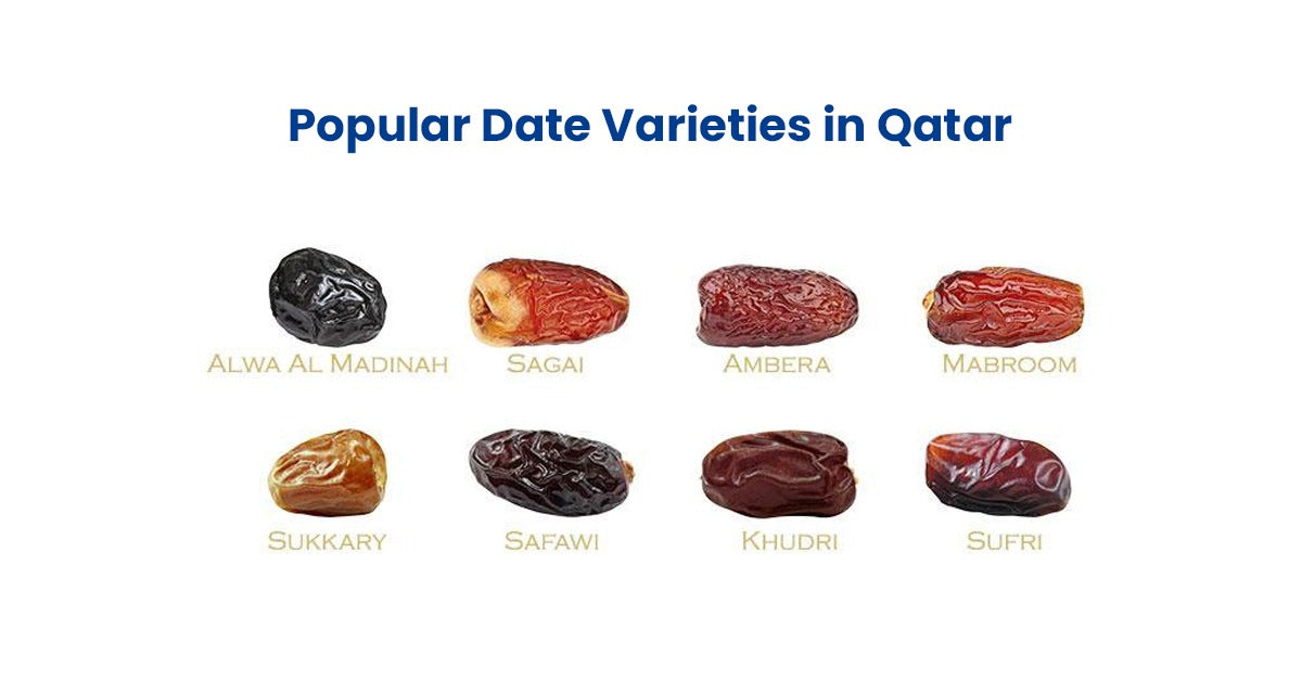 Popular Date Varieties in Qatar