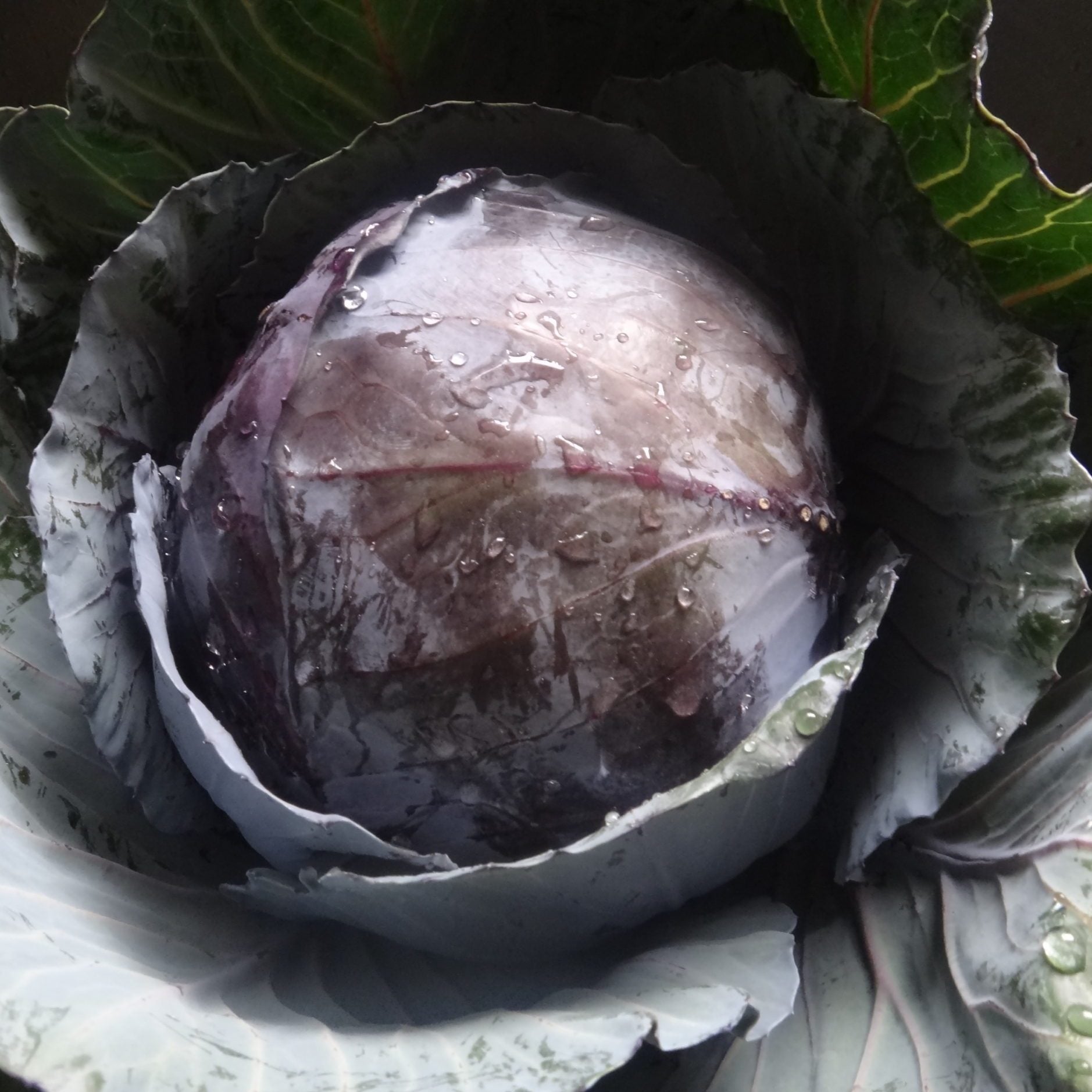 Cabbage: Red Acre Foundroot