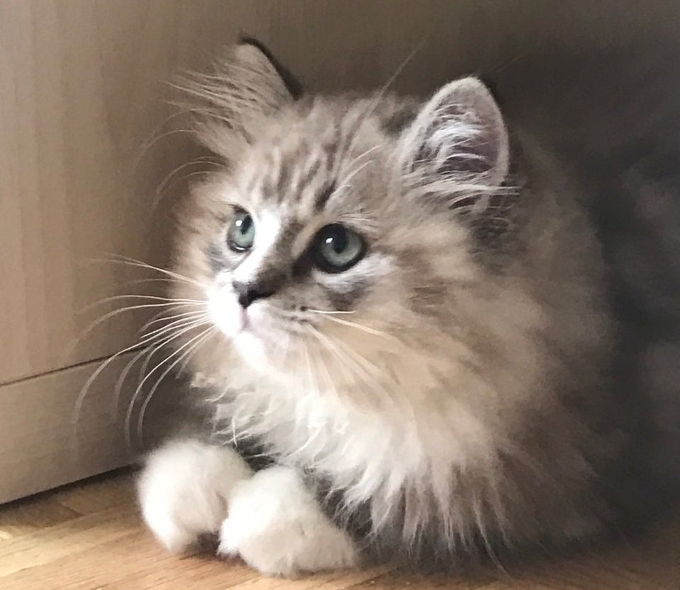 Sweetlilpawscattery