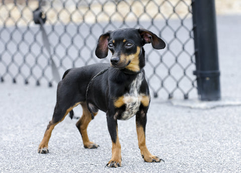 MAINTAINING AND CLEANING THE OUTDOOR DOG PEN