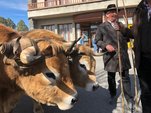 a pair of aubrac cattle in the village of laguiole