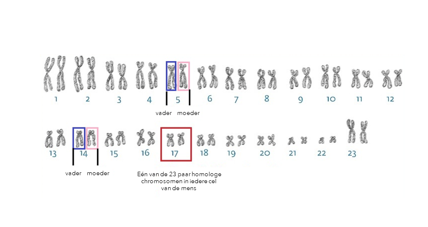 menselijke chromosomen