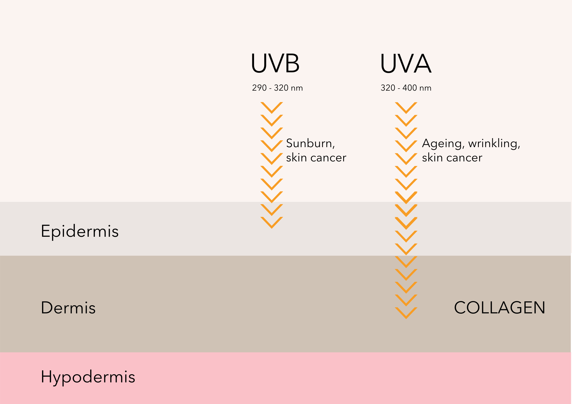 UVA and UVB rays